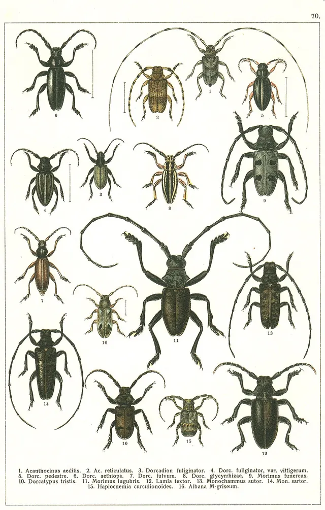 Lamiinae