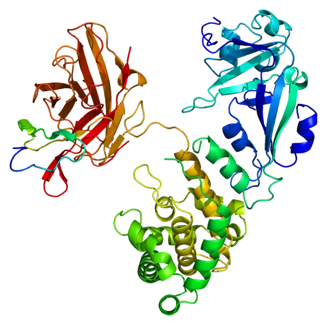 Heparin-binding EGF-like growth factor