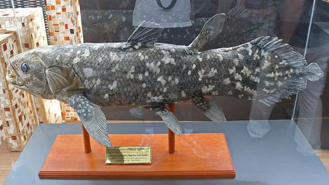 Indonesian coelacanth