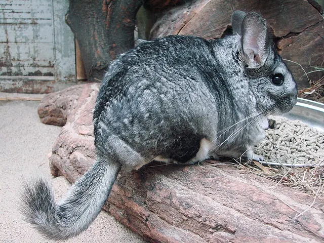 Long-tailed chinchilla