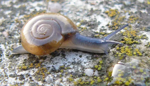 Oxychilus
