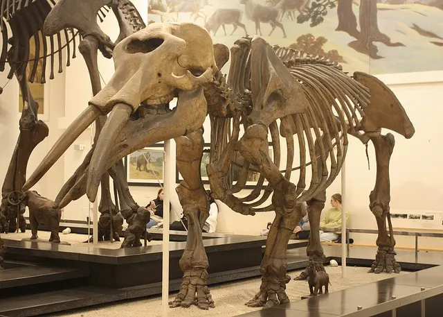 Gomphothere
