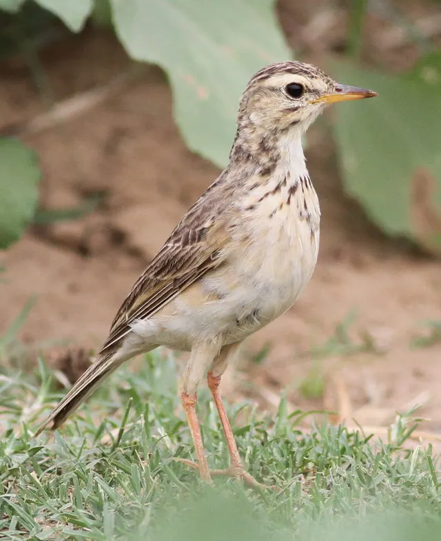 Pipit africain
