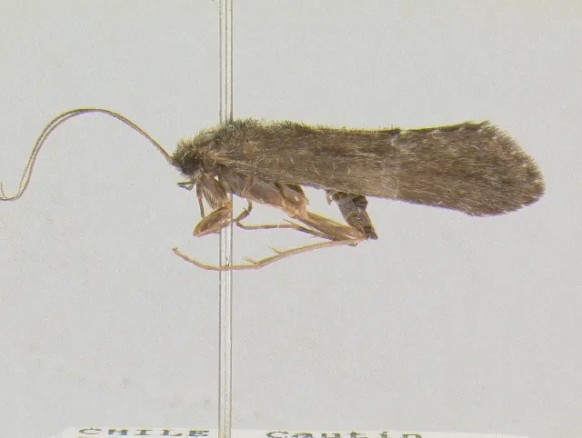 Hydrobiosidae