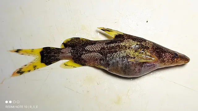 Leiocassis