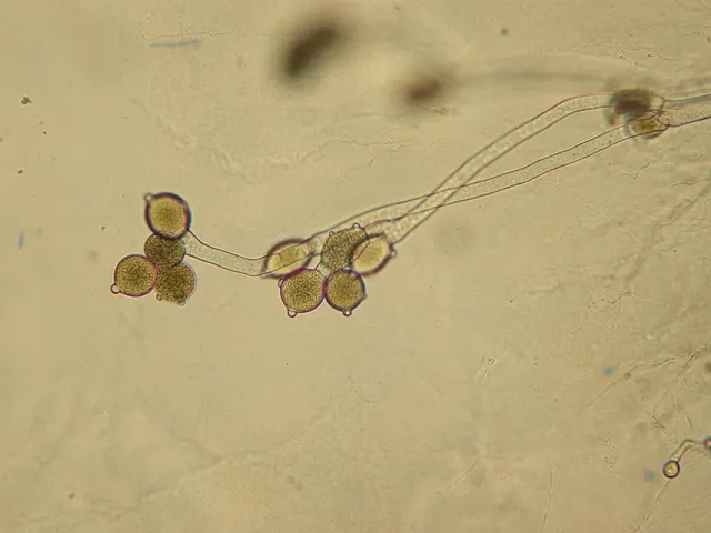Blastocladiomycètes sont une division
