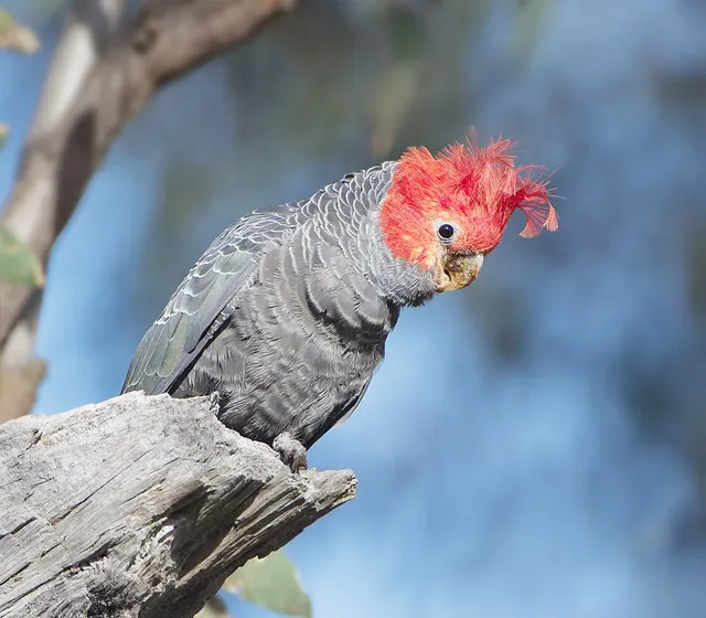 Cacatoès à tête rouge