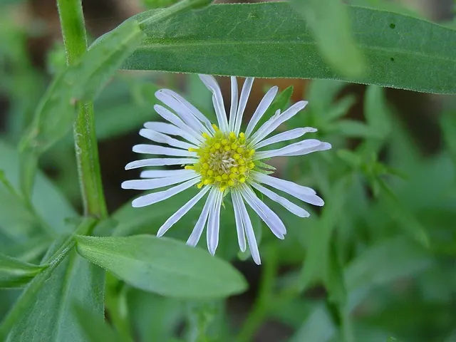Erigeron divergens