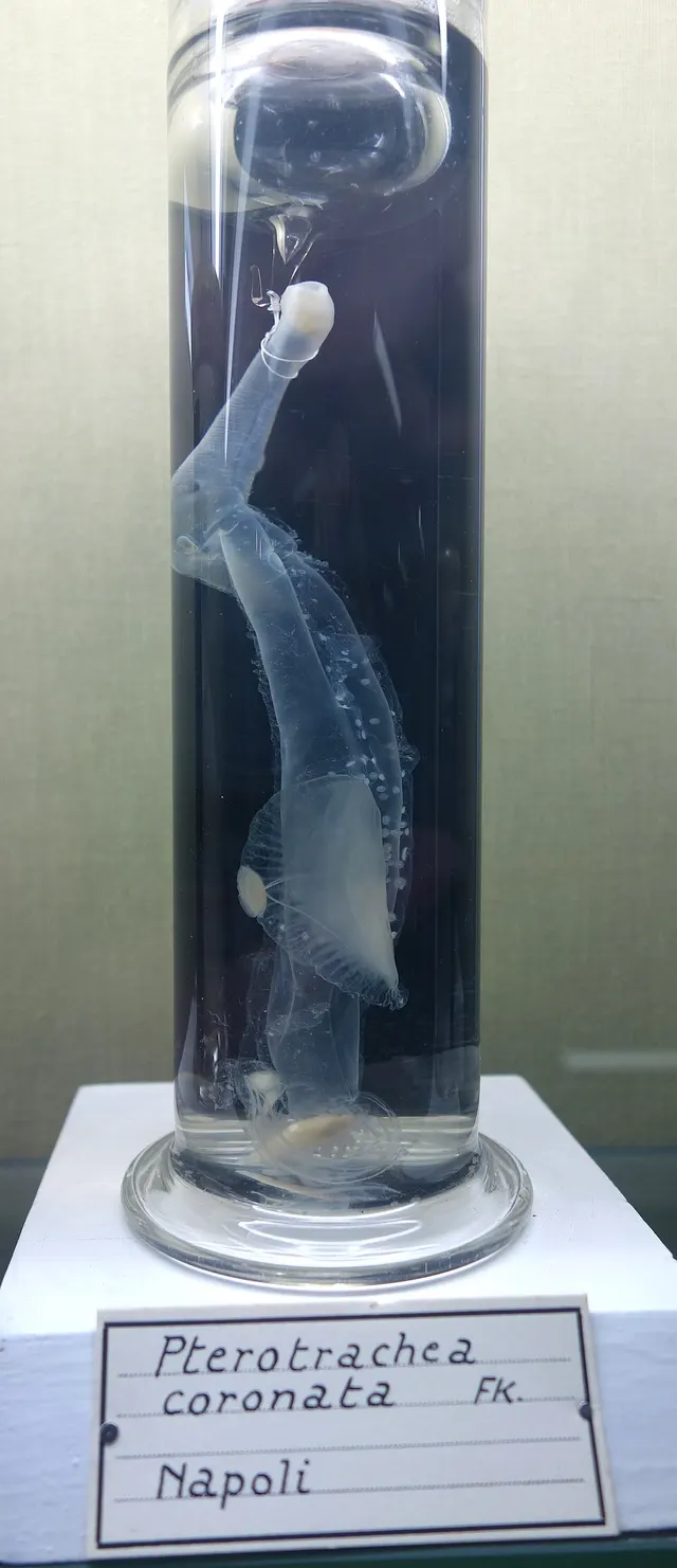 Pterotrachea coronata