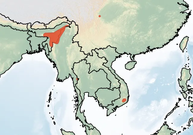 Kenneth's white-toothed rat