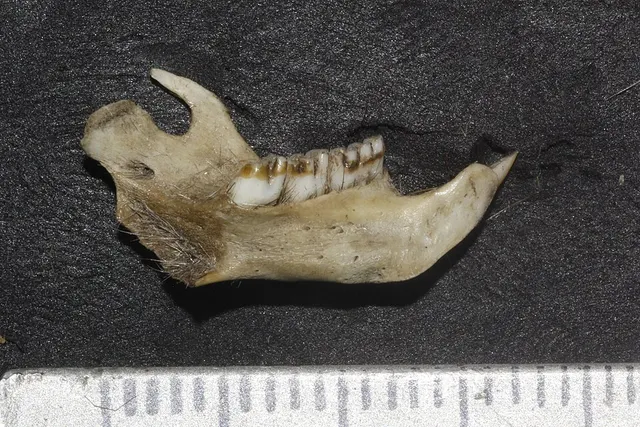 Hodomys alleni