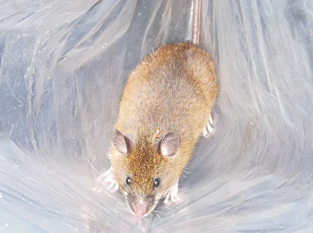 Nephelomys devius