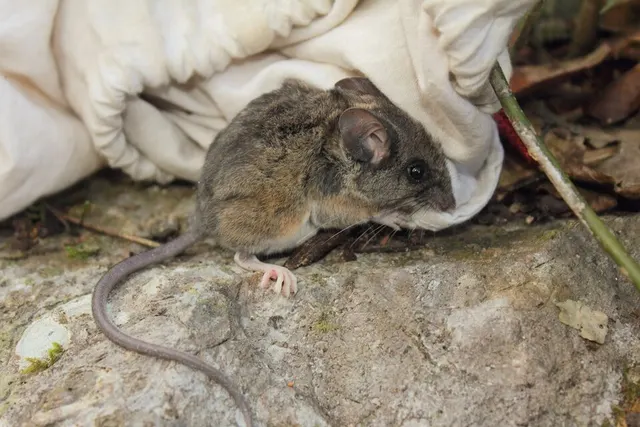 El Carrizo deer mouse