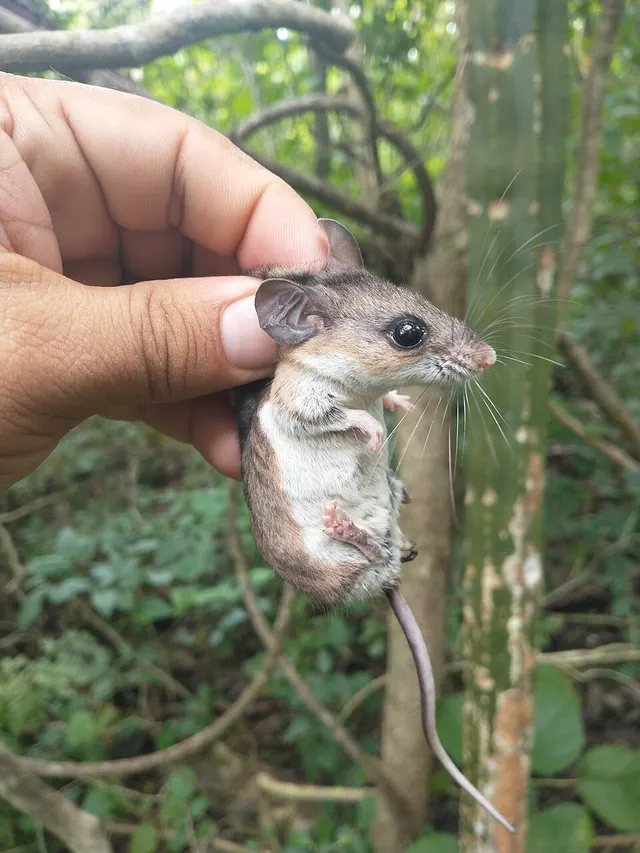 Yucatan deer mouse
