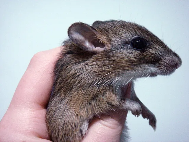 Kemp's gerbil