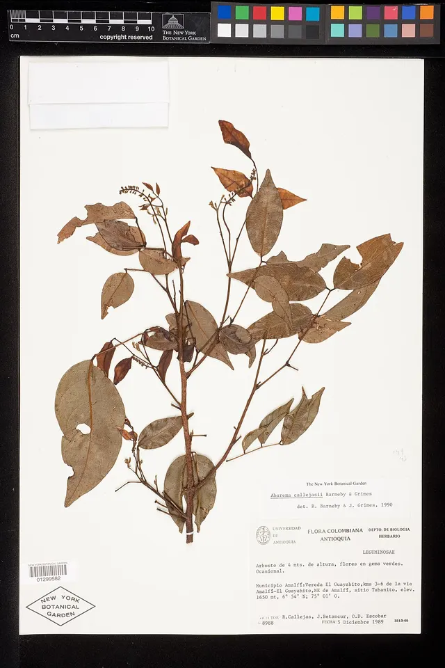 Punjuba callejasii