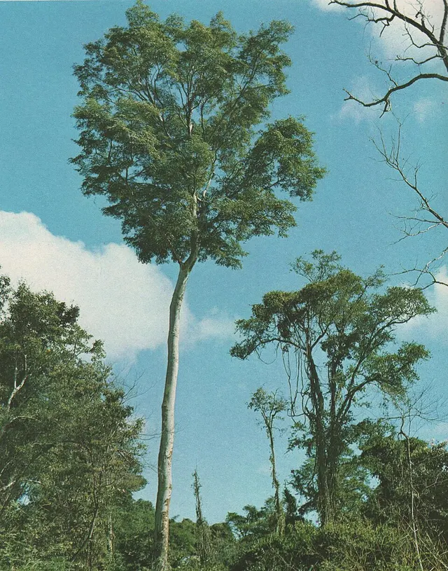 Amburana cearensis