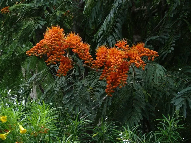 Colvillea