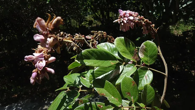 Lonchocarpus