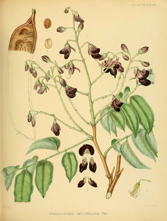 Pericopsis