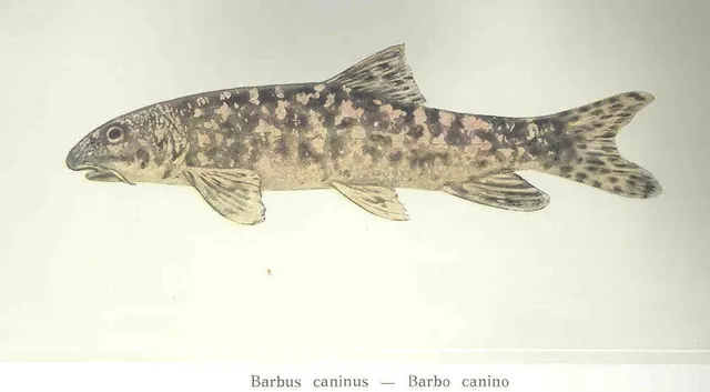 Brook barbel
