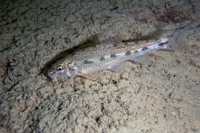 Romanogobio benacensis