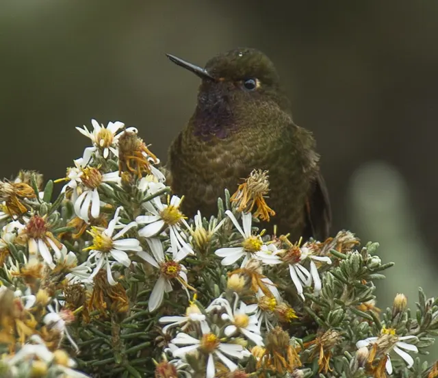 Violet-throated metaltail