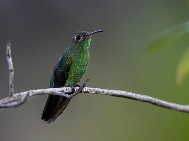 Green-tailed goldenthroat