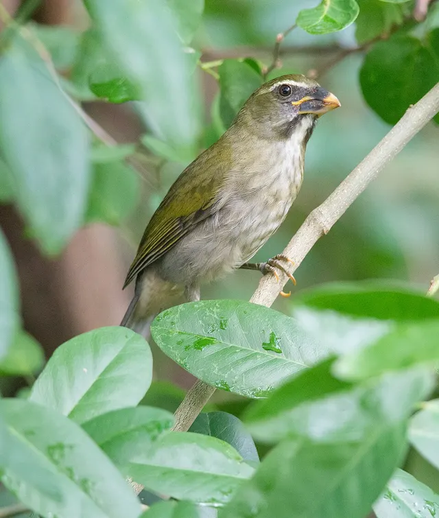 Saltator gros-bec