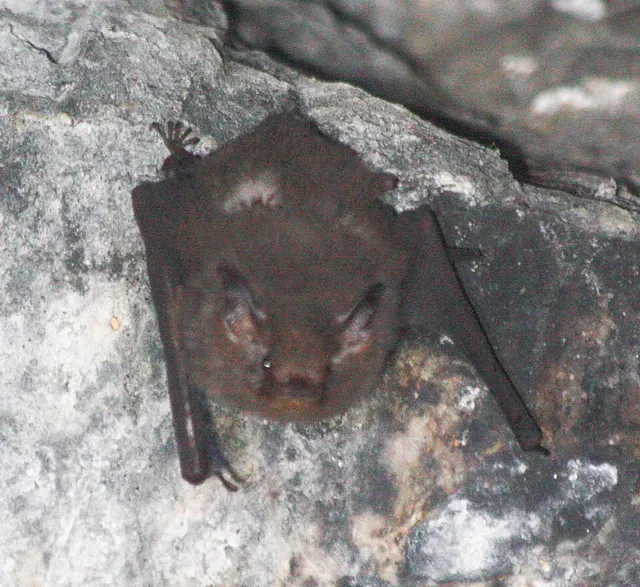 Peters's sheath-tailed bat