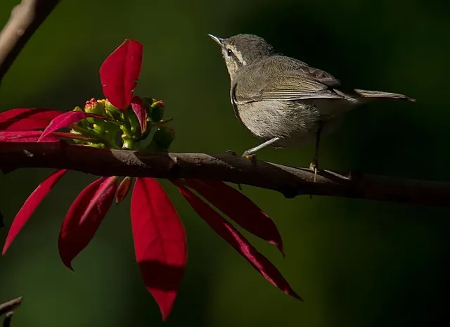 Tytler's leaf warbler