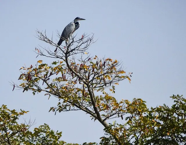 Wildlife of Nigeria