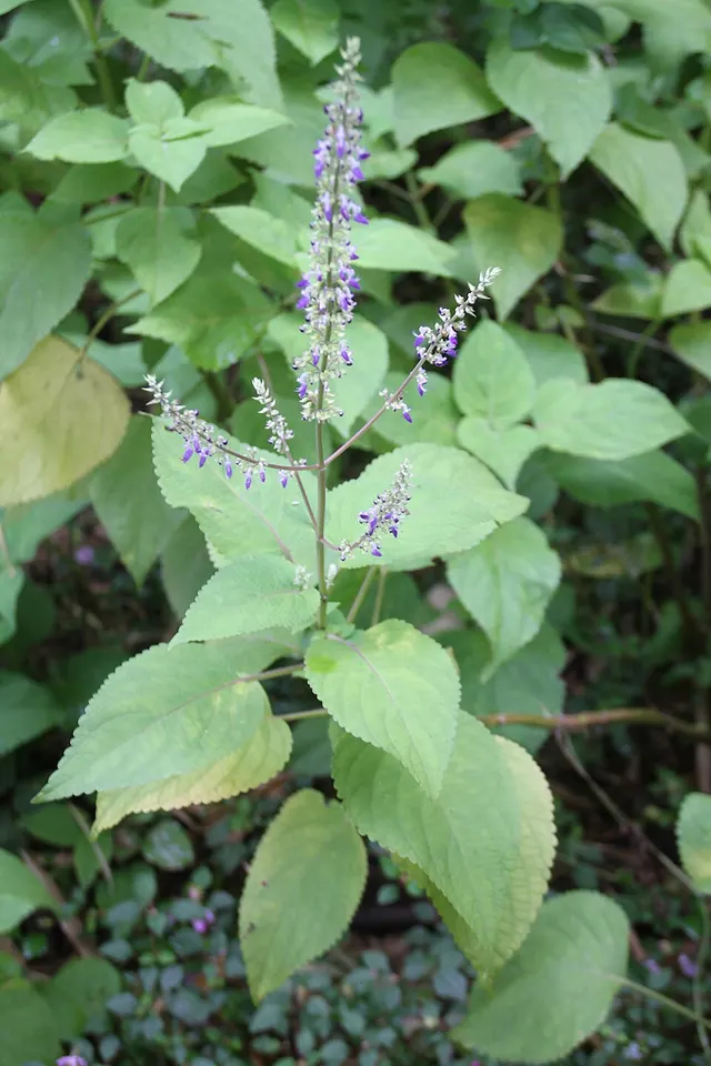 Plectranthus scutellarioides