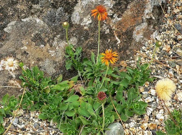 Haplopappus