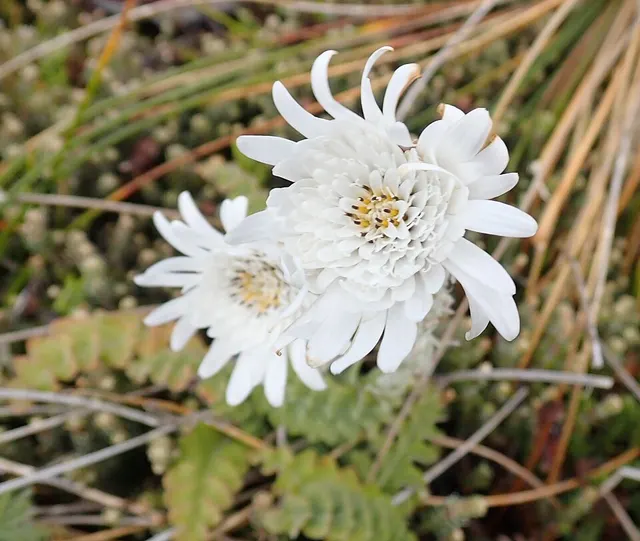 Leucheria suaveolens