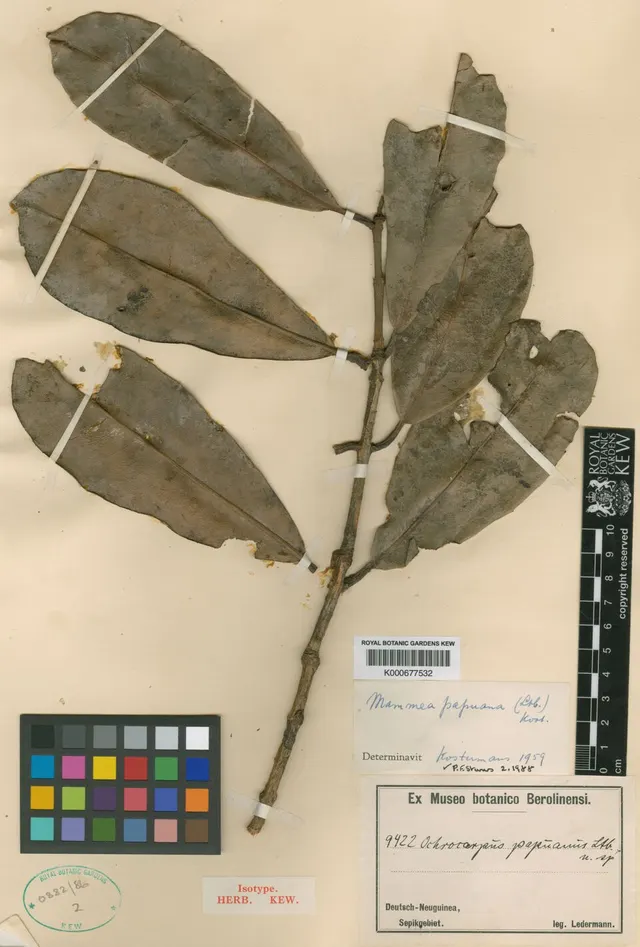 Mammea papuana