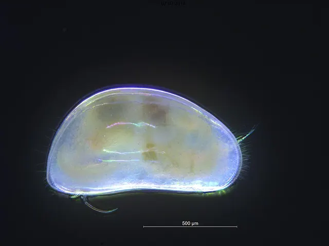 Podocopida