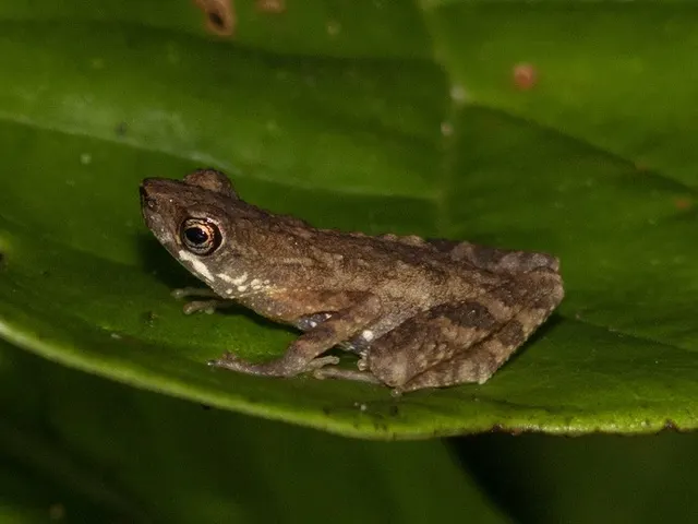 Ansonia platysoma