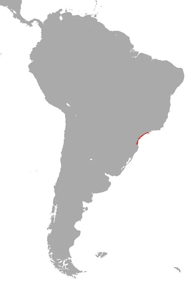Chthonerpeton viviparum