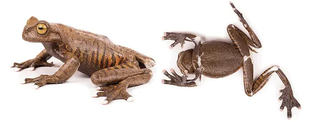Hyloscirtus tapichalaca