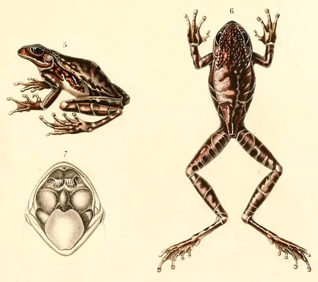 White-black tree frog