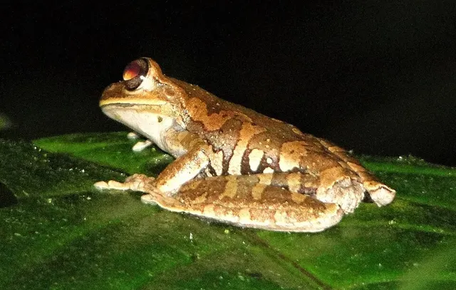 Charuplaya tree frog