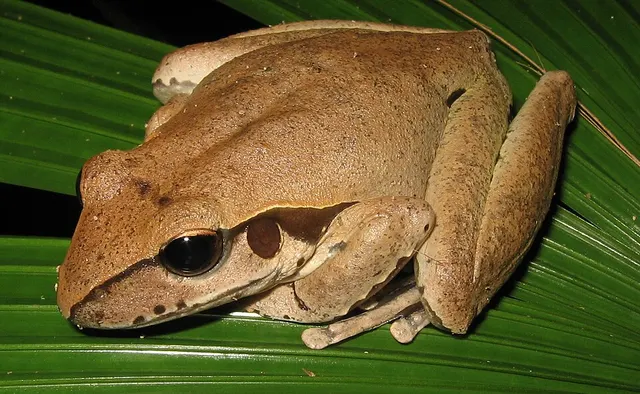 Rhyaconastes jungguy