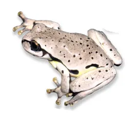 Sarcohyla labeculata