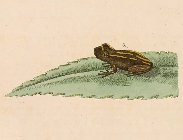 Scinax auratus