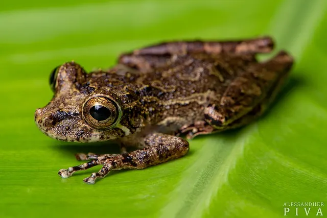 Ololygon littoralis