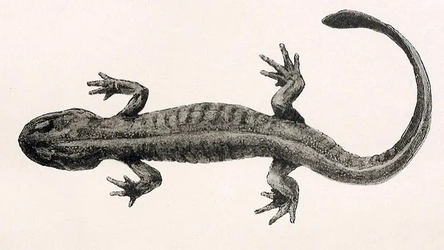 Ranodon