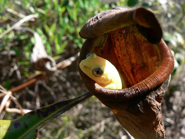 Heterixalus boettgeri