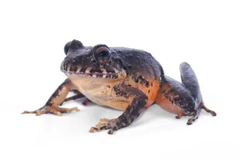Craugastor escoces