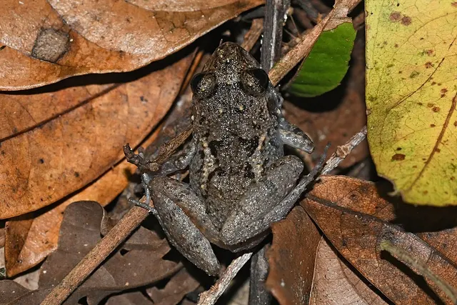 La Selle red-legged frog